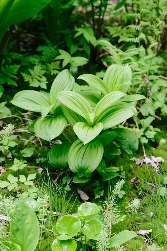 Forest to Table YVR IG-3 lo res