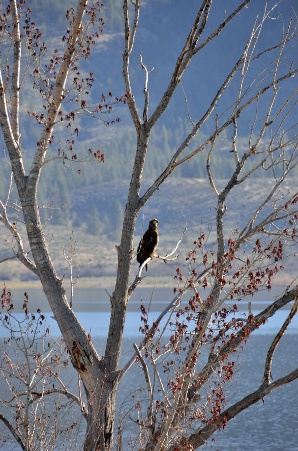 las osprey by apricot block