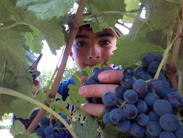 Thnxgivign 2013 severine kids syrah harvest 2 lo res