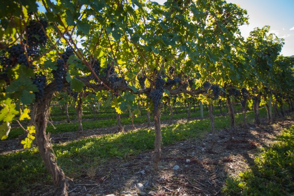 LVP low yielding cabernet franc old vines destined for equinoxe cab franc at la feuille d'or 1