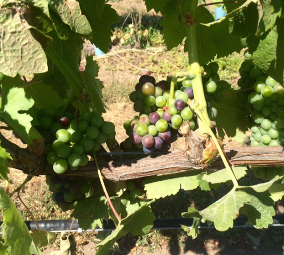 stag syrah veraison