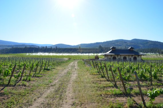 vineyard to grow white wines