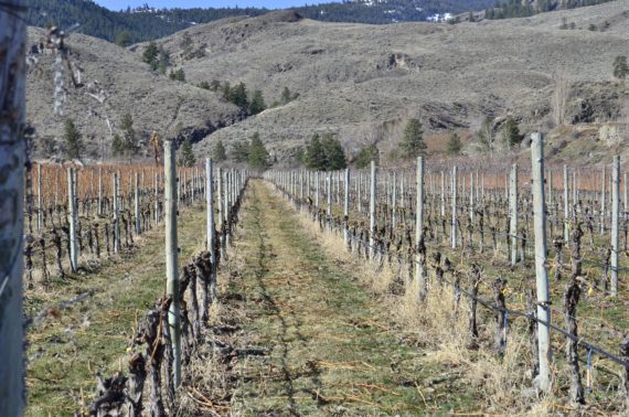 Can Okanagan Challenge a Classic Wine Region as One of the Best? - Le Vieux  Pin